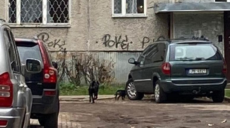 Iļģuciemā notver divus agresīvus no mājas pagalma izbēgušus suņus